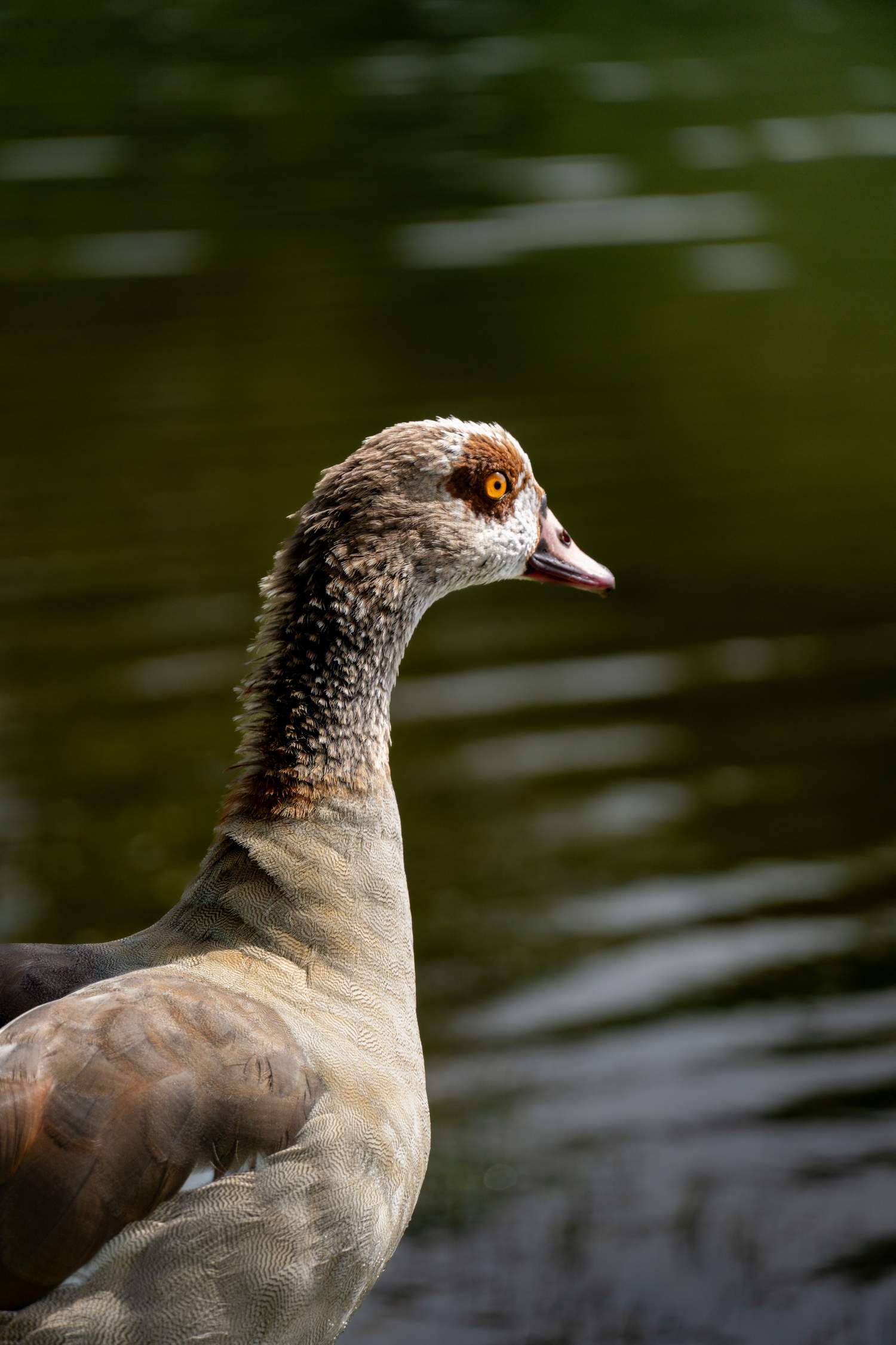 Animal photography