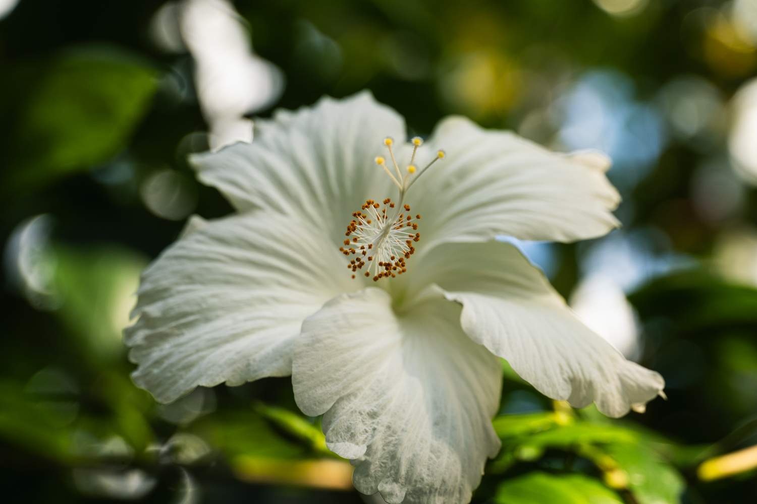 Macro photography