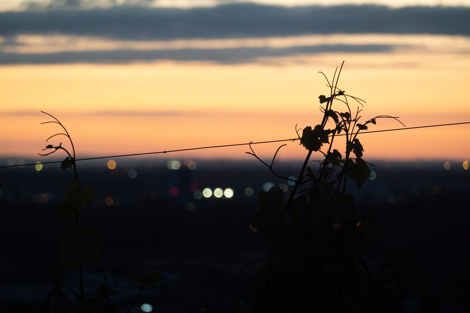 Sunset landscape